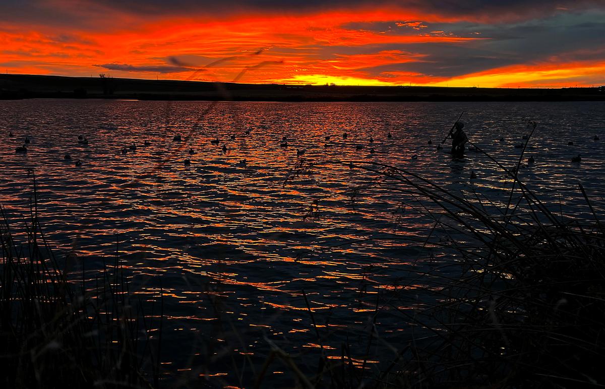 A duck hunter adjusts his decoys as the sun rises over a hunting blind in the McNary National Wildlife Refuge in Burbank. Avian influenza, and possibly avian cholera, is killing waterfowl in Eastern Washington and Oregon.