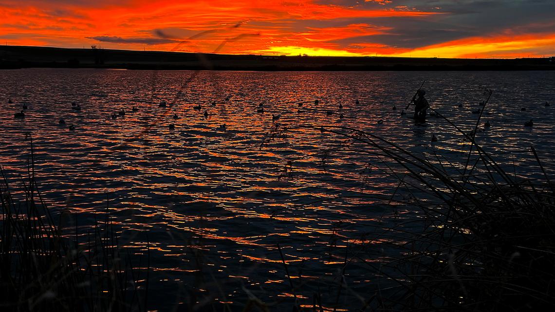 Avian flu and cholera kills 100s more birds near Tri-Cities. How you can help stop the spread