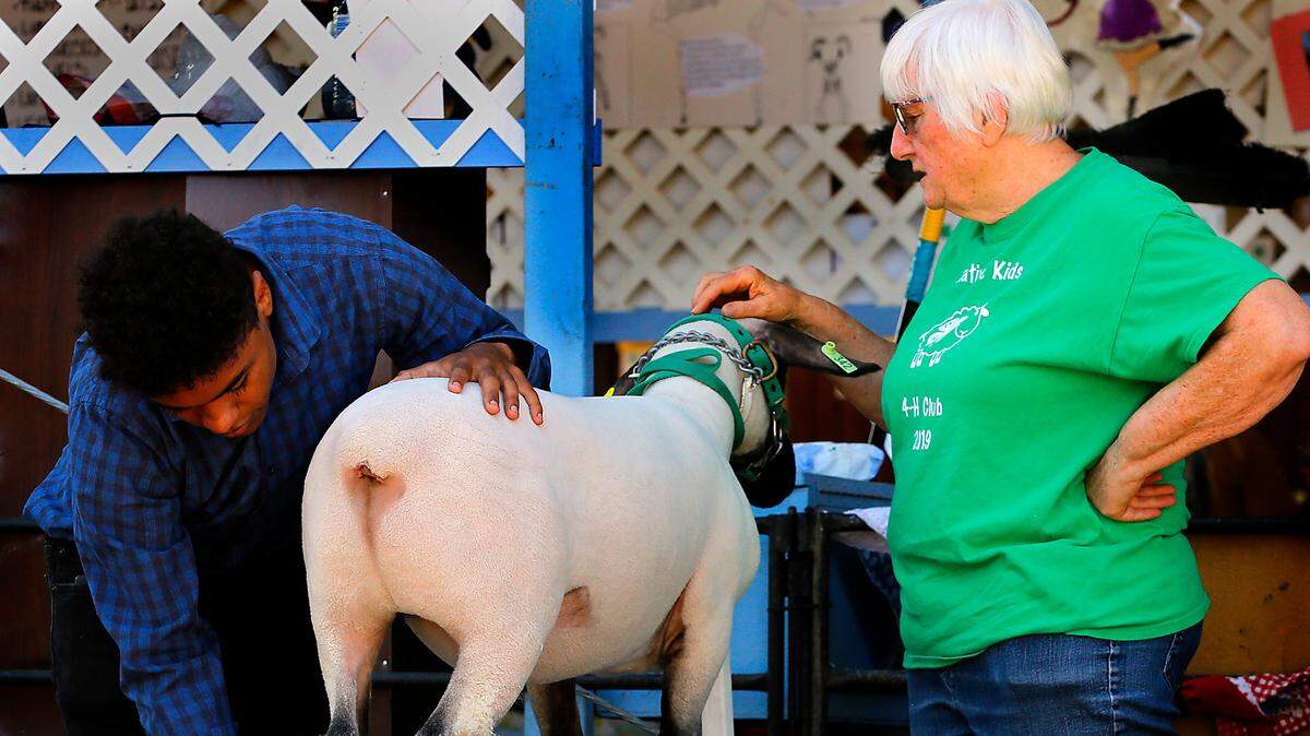 Adryen Valdez, a member of the Creative Kids 4H Club in Eltopia, prepares his sheep named Homie for the market sheep class judging with help from his grandmother, Sandy Valdez, early Tuesday at the Benton Franklin Fair in Kennewick. It was the opening day of the five-day, bi-county fair and Horse Heaven Round-Up Rodeo. 