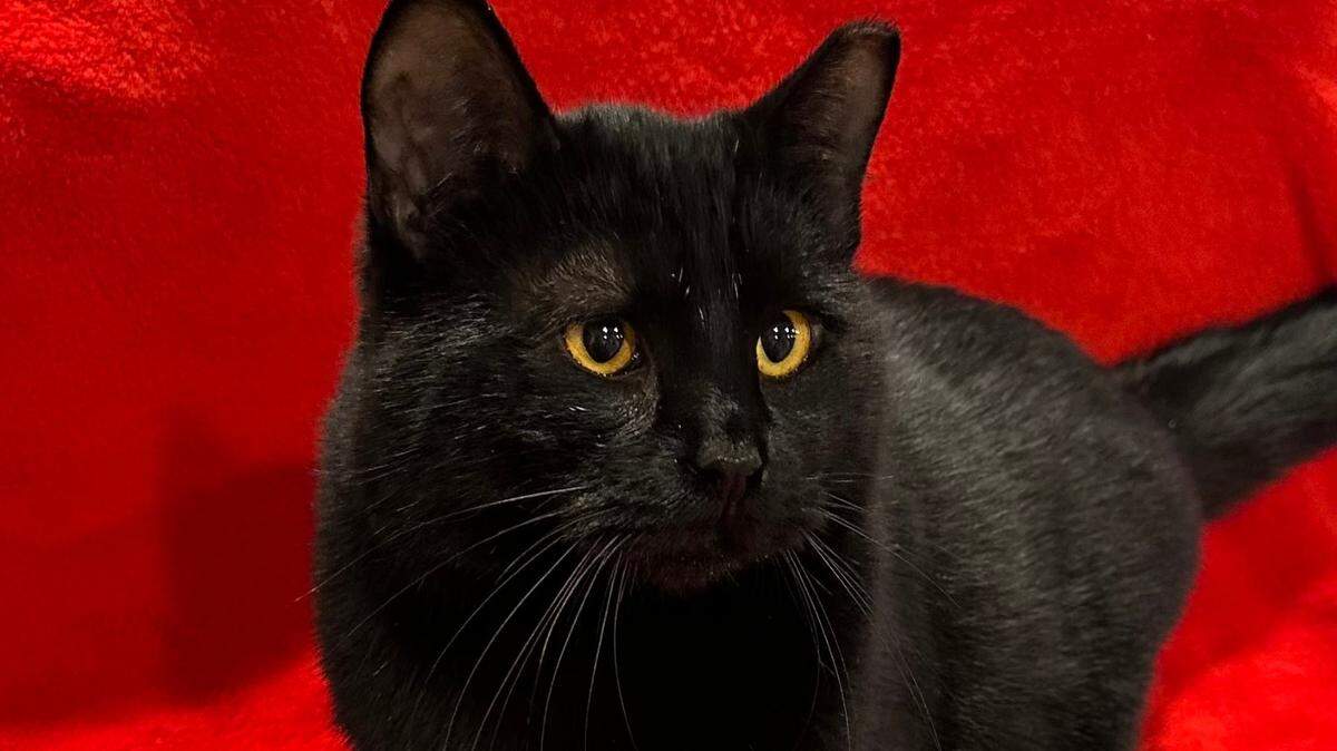 Harvey was one of thousands of cats helped by Prevent Homeless Pets this year. The Benton City nonprofit is in the middle of its annual fundraiser.