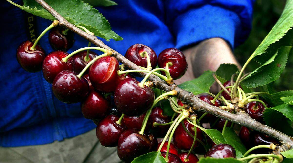 Nearly ripe cherries are split by rainfall in a Mid-Columbia orchard in this file photo.