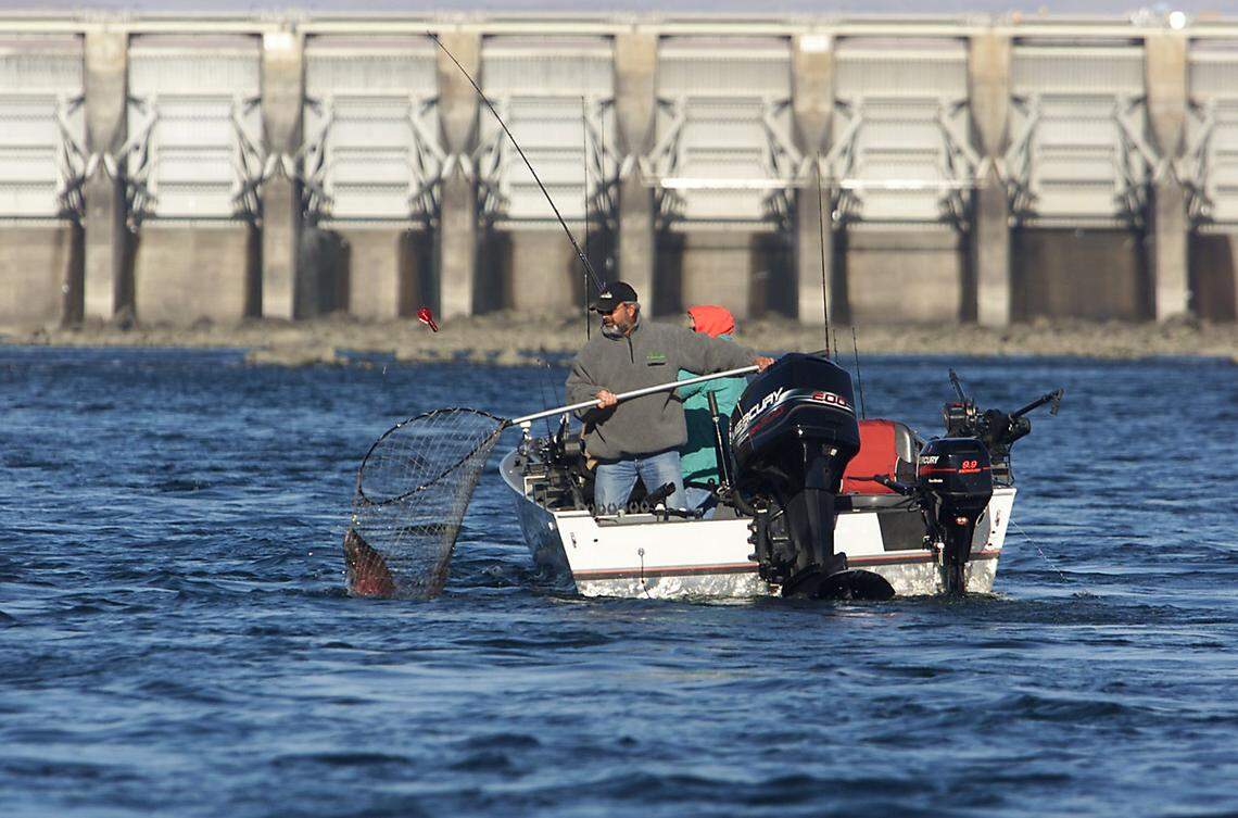 A fishing guide nets a salmon for a client during a fishing trip below Priest Rapids Dam on the Columbia River.