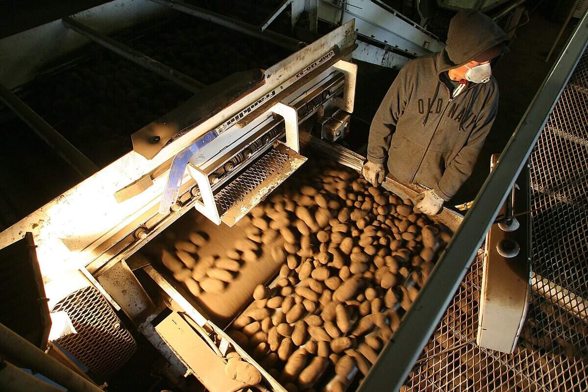 Workers in North Franklin County cut and sort potatoes for planting.