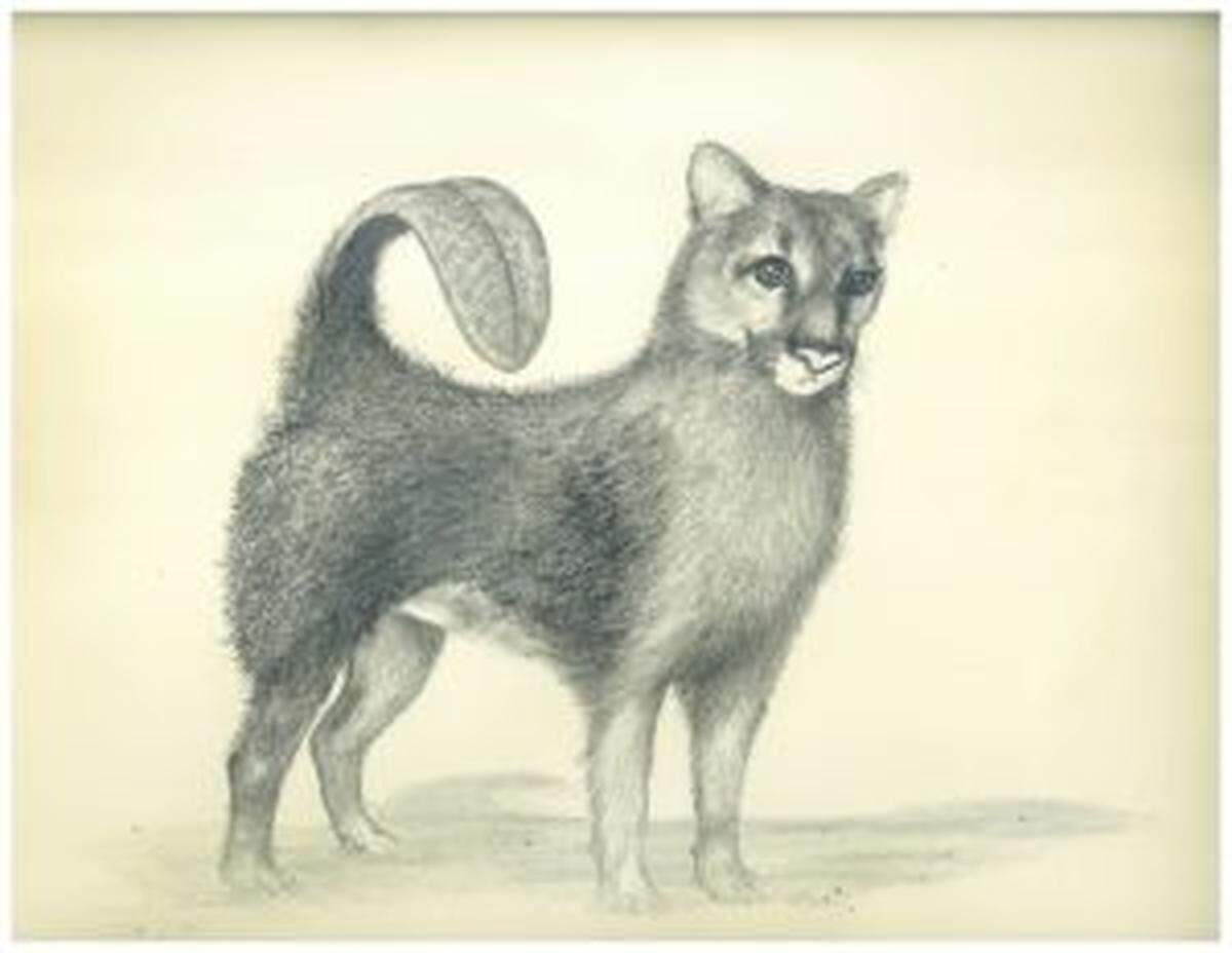 WSU Tri-Cities’ informal mascot, the “Huscoubea,” as seen in a 1983 sketch by Dennis Brunson.