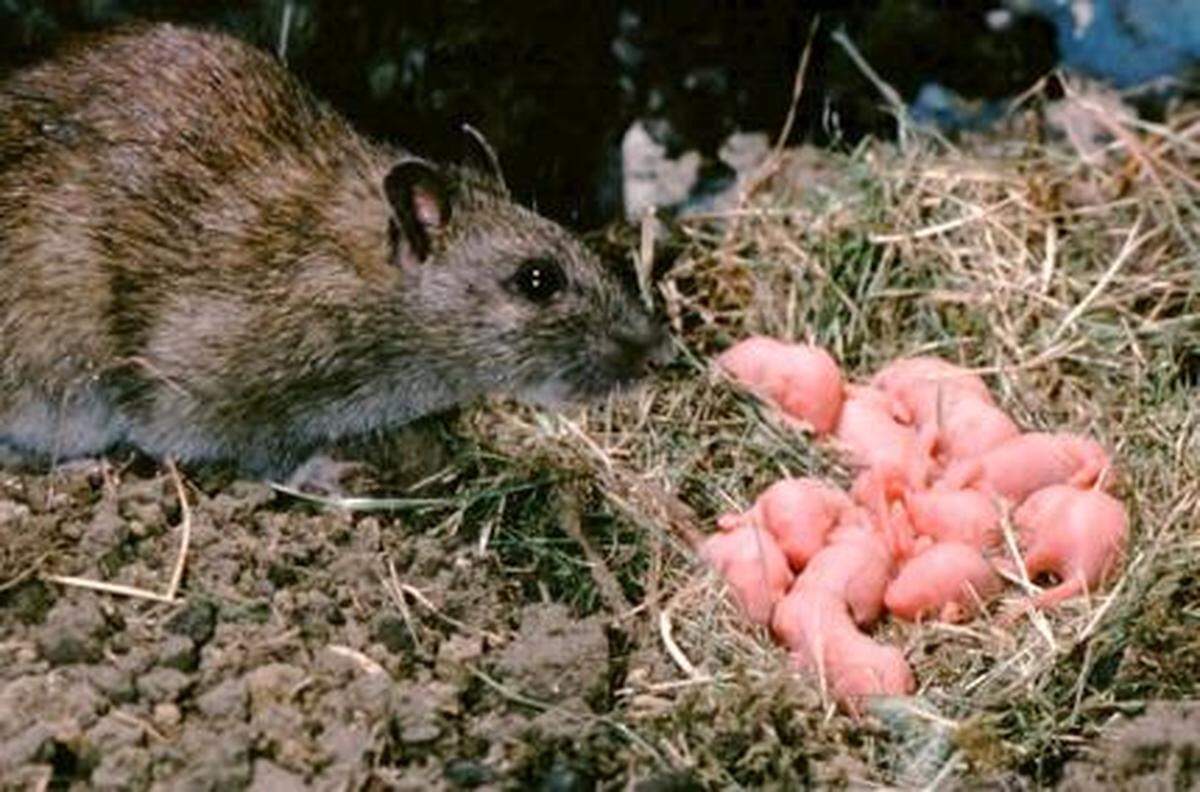 A Norway rat can have litters from 6 to 10 young, and can be of adult breeding age in as little as three to four months, according to the Washington state Department of Fish and Wildlife.