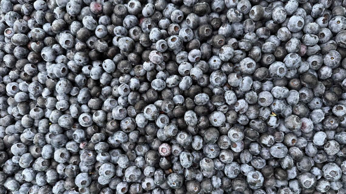 5 places to pick or get your fresh blueberry fix near Tri-Cities