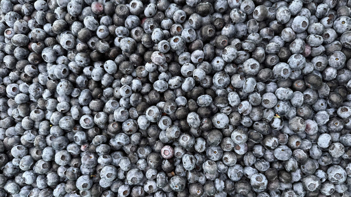 Crimson Acres blueberry picking.