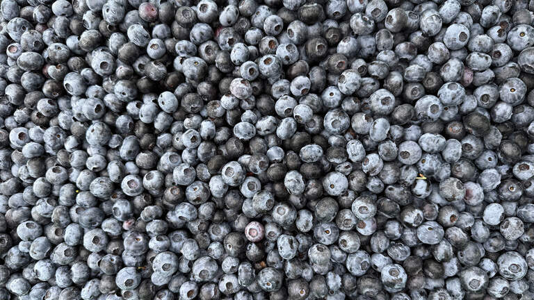 5 places to pick or get your fresh blueberry fix near Tri-Cities