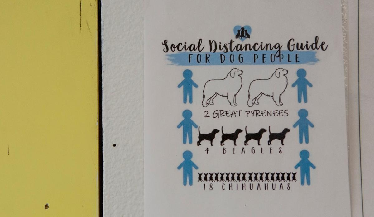 A playful sign measuring appropriate social distance based on different dog breeds hangs at the Tri-Cities Animal Shelter & Control Services in Pasco.