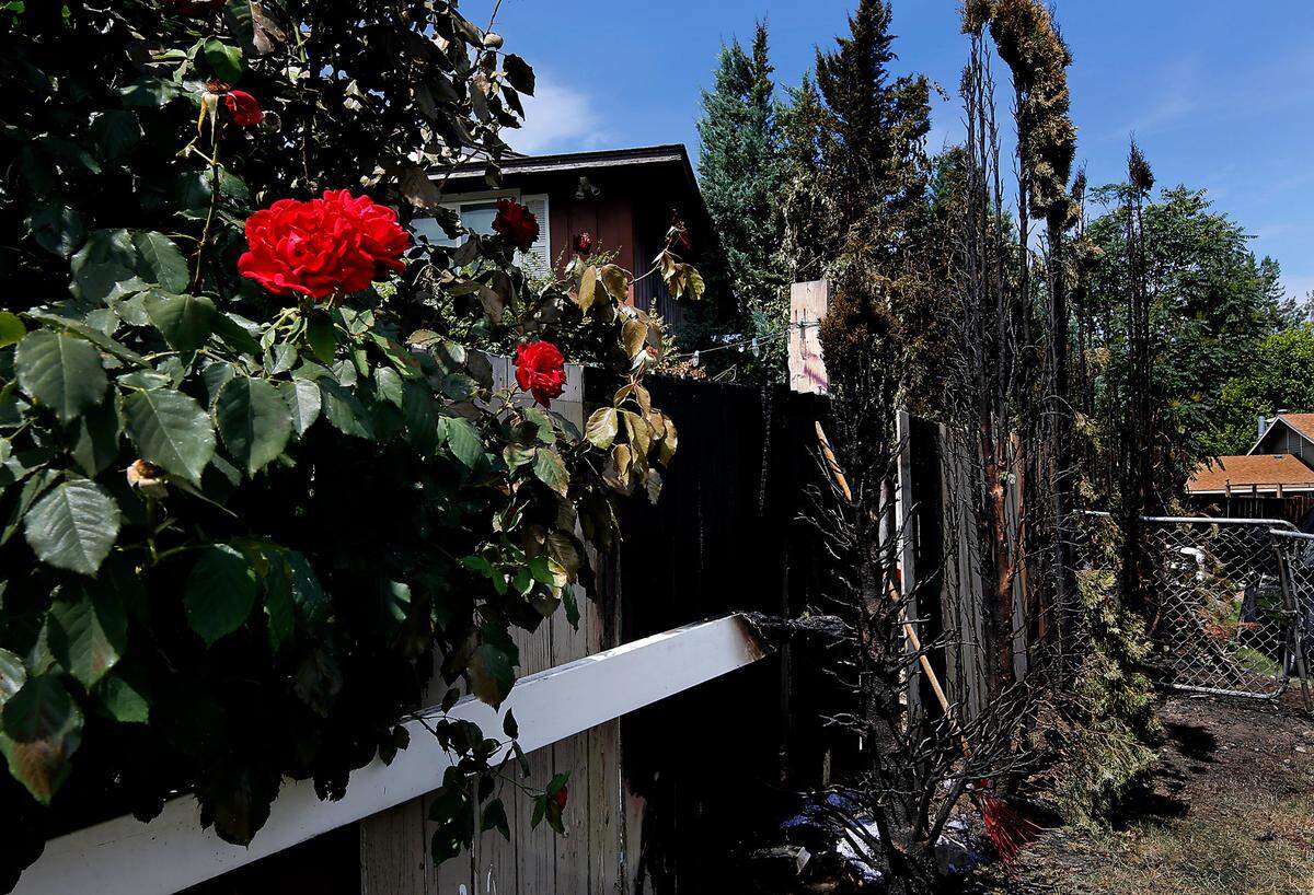 Roses remain but wooden fence boards and shrubs burned Monday night alongside this house on Kellogg Street near West 14th Avenue in Kennewick.