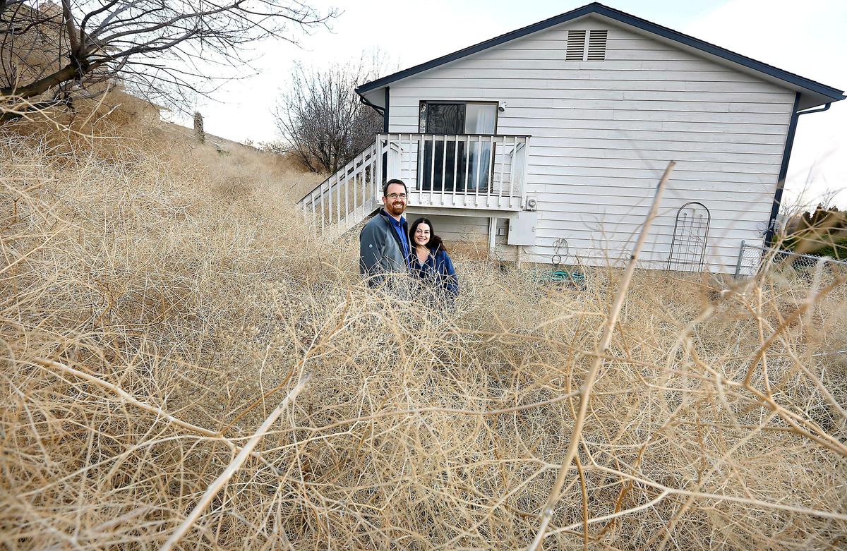 Danielle and Tyler of Kennewick say their tumbleweed mess of epic proportions is “comical in a way.” Thousands of tumbleweeds still cover their yard after the recent wind storm. Watch a video at: tricityherald.com/video