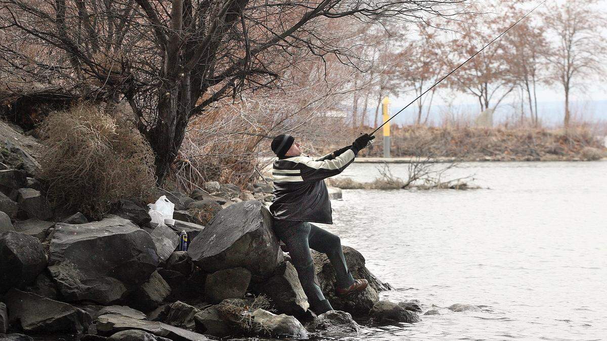 Anglers will be limited to one hatchery steelhead in the Columbia River’s lower Hanford Reach when the season opens Oct. 1.