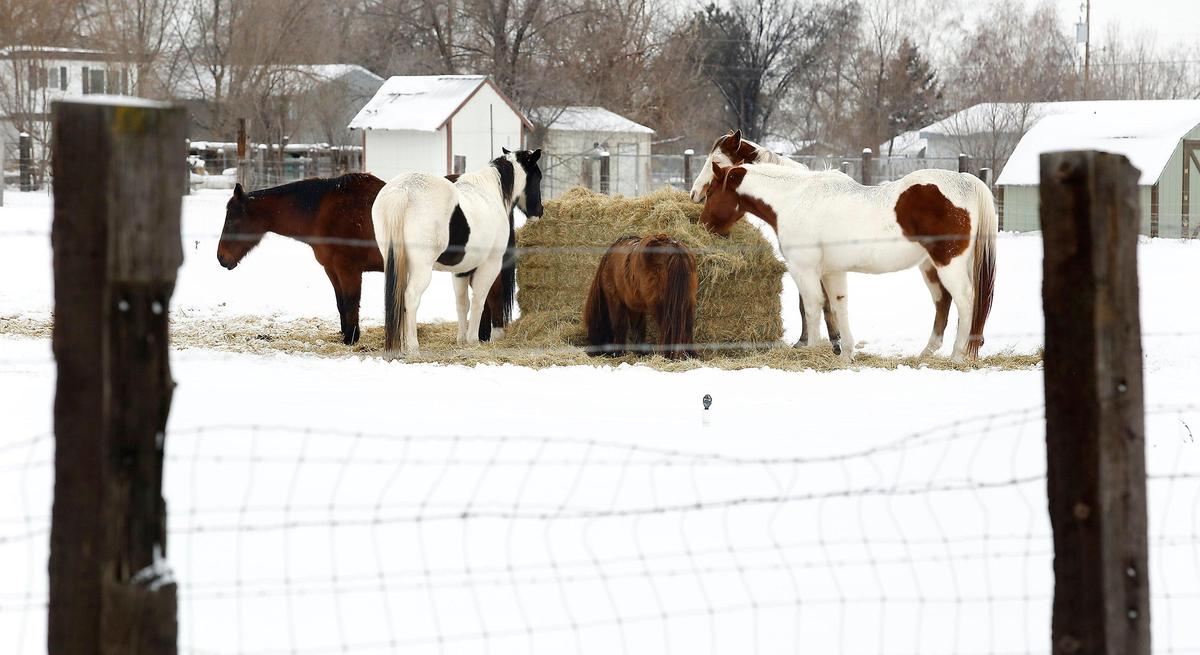 A group of hungry horses gather around a large bale of hay in a snow-covered pasture Tuesday off West Humorist Road in Burbank.