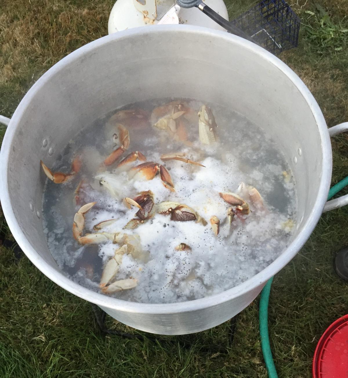 Crabs pots yielded nearly three dozen crabs for outdoor columnist Dennis Dauble and his fishing mates on a boat off Yaquina Bay in Oregon.
