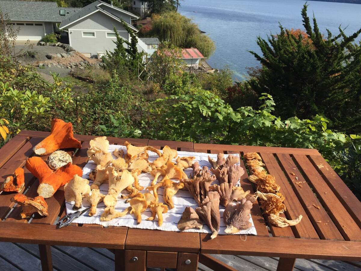 A morning’s harvest of lobsters, chanterelles, pigs ears, and corals dry in the sun.