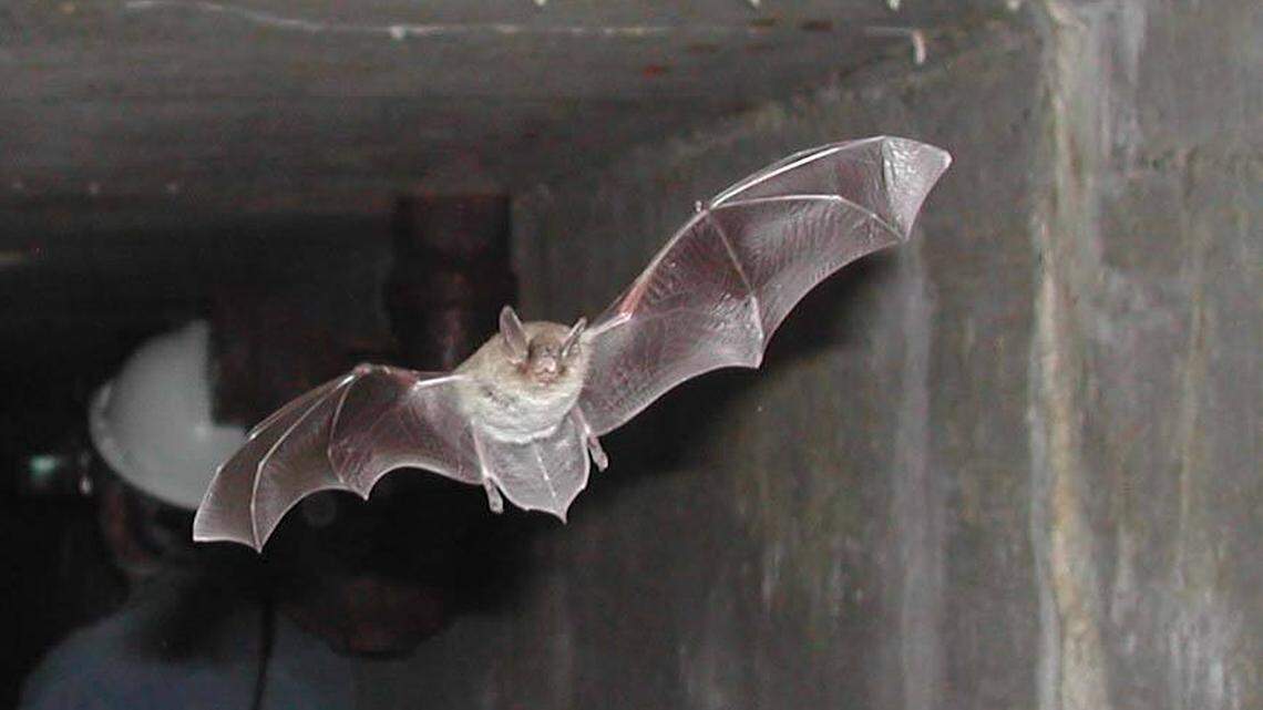 ‘Devastating wildlife disease’ strikes Eastern WA. Benton mass mortality event declared