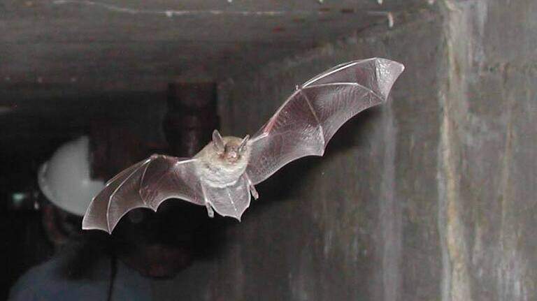 ‘Devastating wildlife disease’ strikes Eastern WA. Benton mass mortality event declared