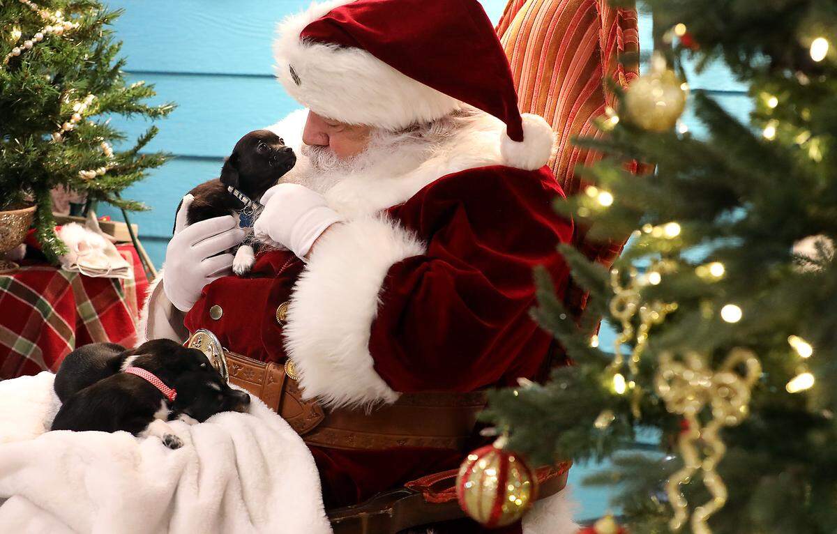 Santa Claus, also known as Mark Hammond, cuddles with chihuahua puppies Wednesday at the Pronto Puppy Rescue adoption event at the Tri-County Partners Habitat for Humanity store. 