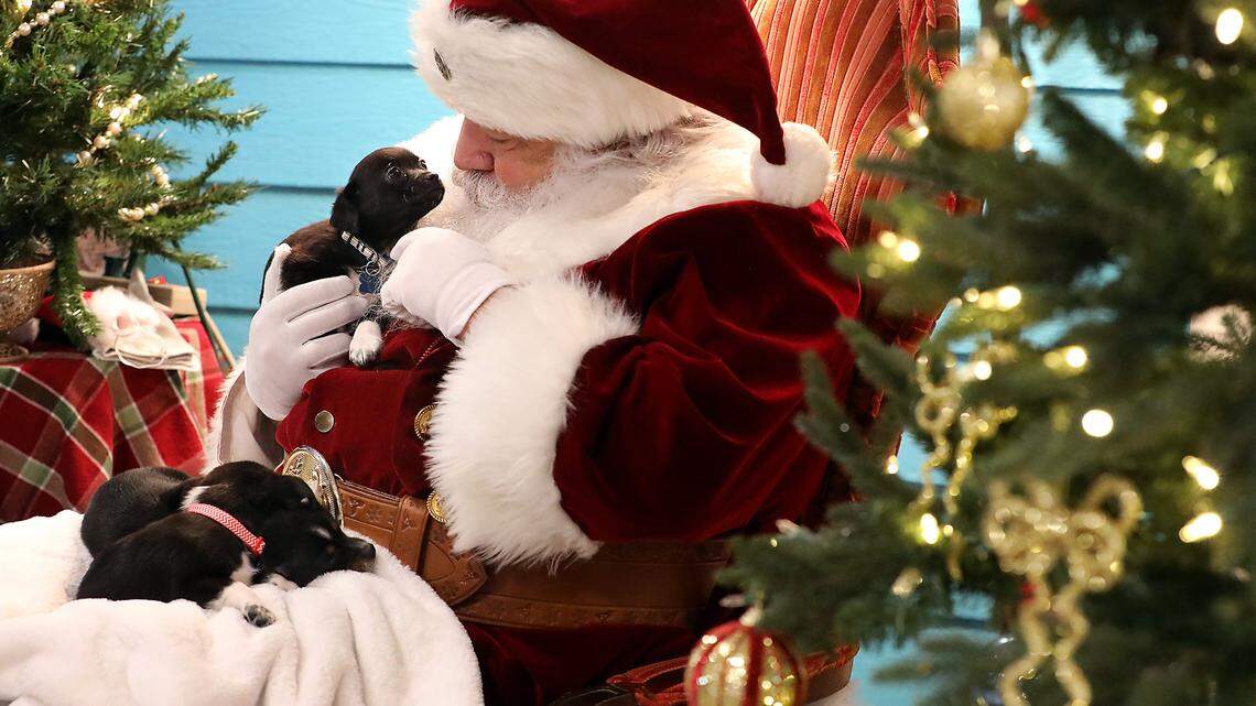 Rescued pups get snuggly with Santa at ‘3 paws a prancing’ event