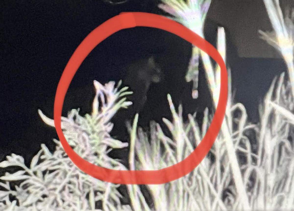 An image from a wildlife camera on July 29 shows what appears to be a cougar in West Richland on property near Bombing Range Road and Van Giesen Street.