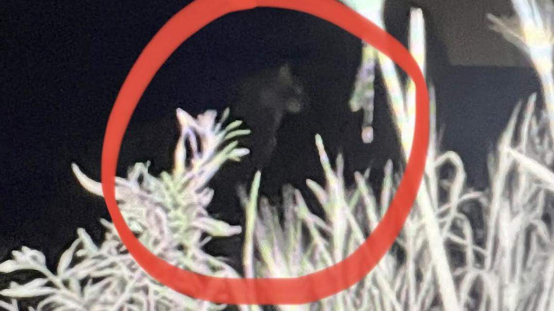 Officials didn’t believe a cougar attacked a Tri-City woman’s dog. Then she got a picture