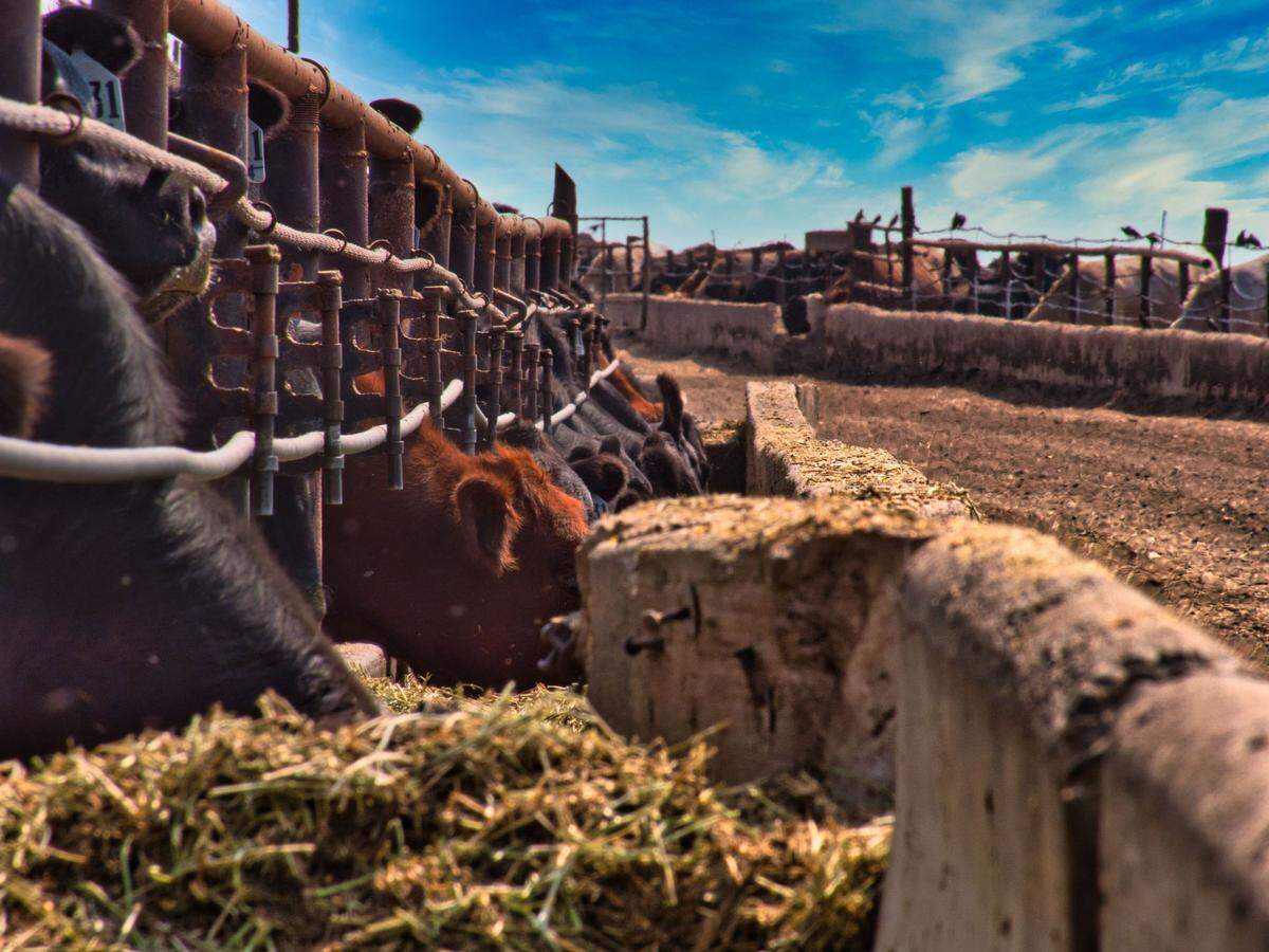 Cattle feed at T Lake Ranch, a 13,000 -acre ranch near Connell that recently sold for $18 million. The new owners will continue leasing operations and use the ranch as a hunting and fishing retreat.