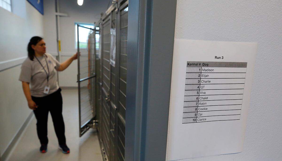 Kate Howard, animal intake technician at the Tri-City Animal Shelter in Pasco, closes the door to a kennel Monday morning in the agency’s new building.