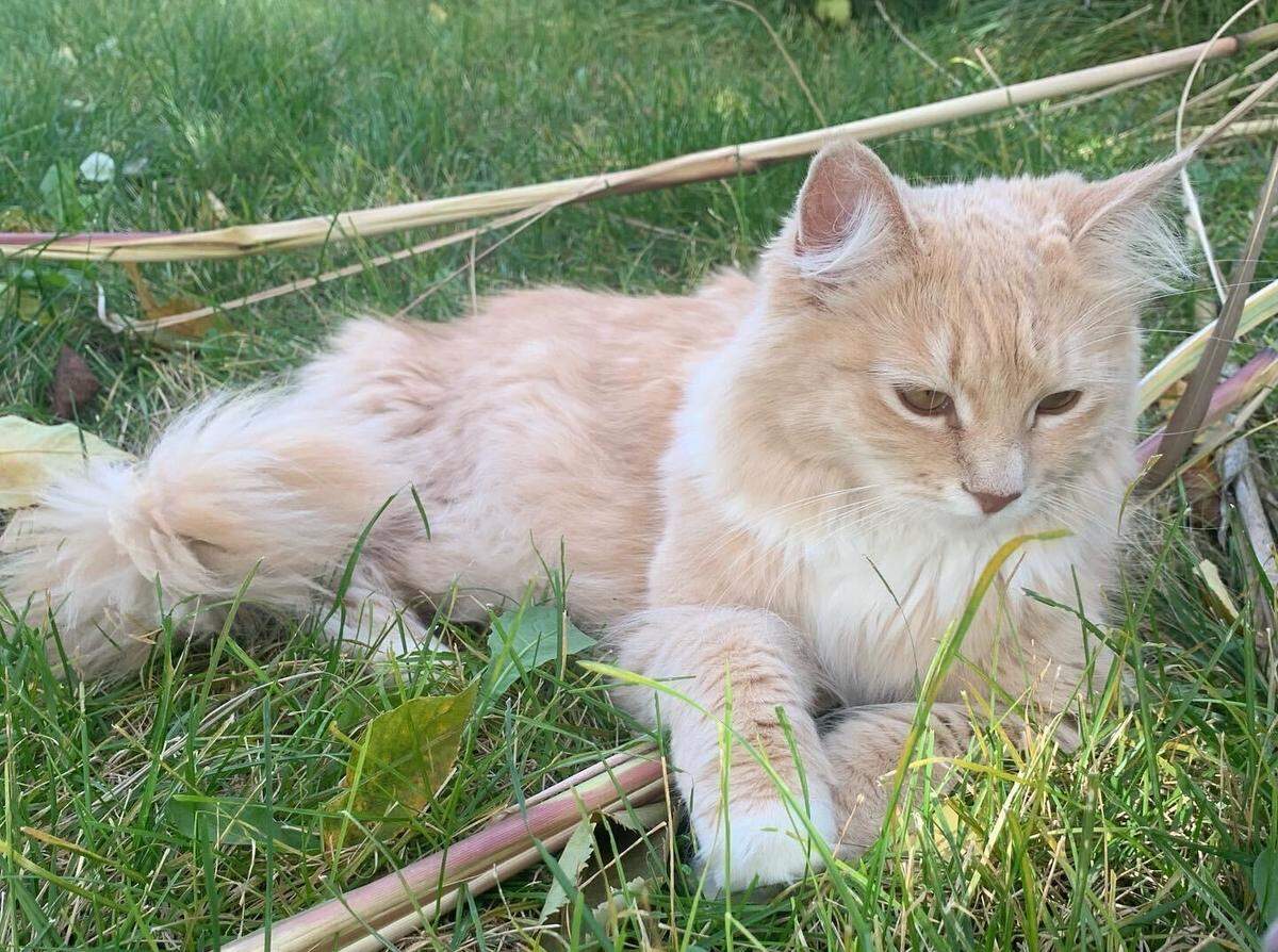 Honey is the 4-year-old cream-colored Maine Coon cat of Tri-City Herald reporter Karlee Van De Venter. Voting is now open for the Herald’s 2025 cutest cat contest.