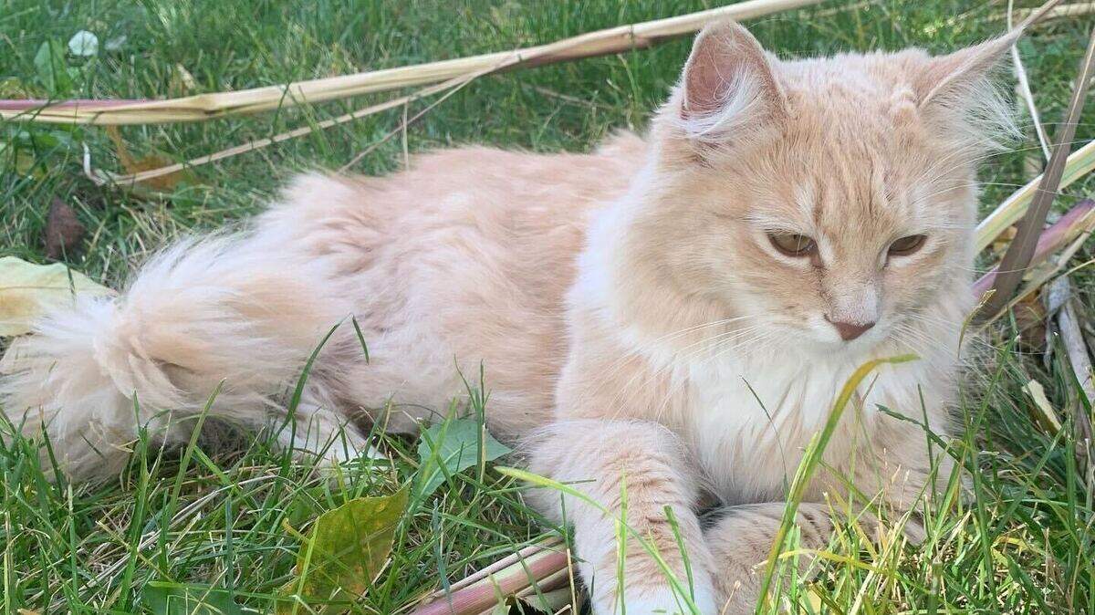 “Honey” is the 3-year-old cream-colored Maine Coon cat of Herald reporter Karlee Van De Venter.