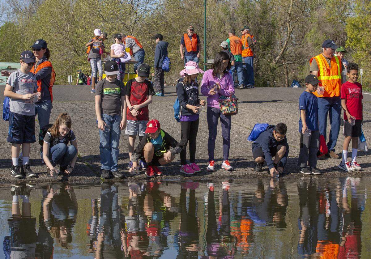 Over 3,000 students from Kennewick and Richland participate in the Salmon Summit at Columbia Park in Kennewick releasing salmon into the Columbia River. The two-day event is put on by put on by the Benton Conservation District.