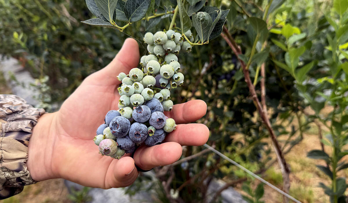 Crimson Acres blueberry picking.