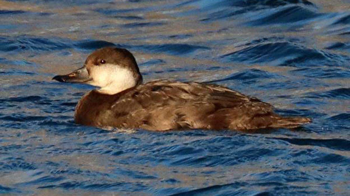 One duck stood out among the nearly 45,800 birds spotted during the annual Tri-Cities bird count.