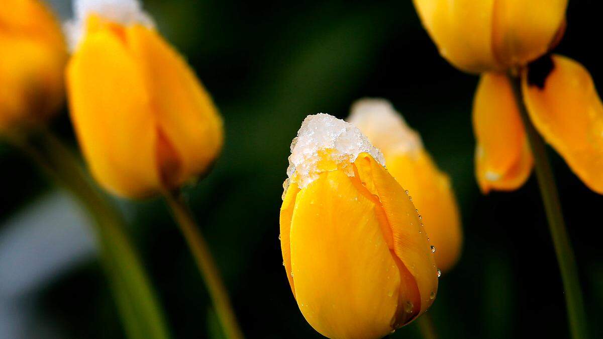Snow from an overnight spring storm sits on tulips in a front yard of south central Kennewick home.
