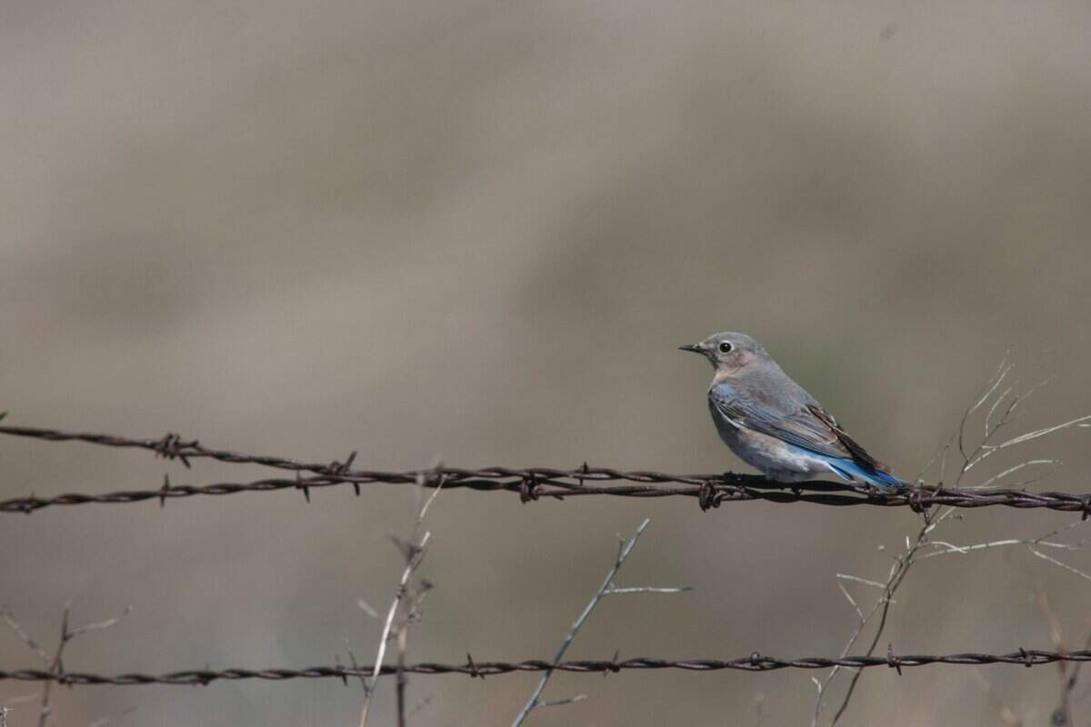 A female Mountain Bluebird sits on a barbed wire fence outside the unincorporated town of Bickleton.Herald/Bob Brawdy #12