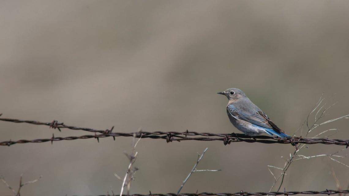 This tiny WA town is world’s bluebird capital. It also has the oldest rodeo in Washington