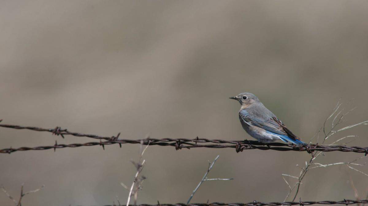 This tiny WA town is world’s bluebird capital. A Richland couple helped make it happen