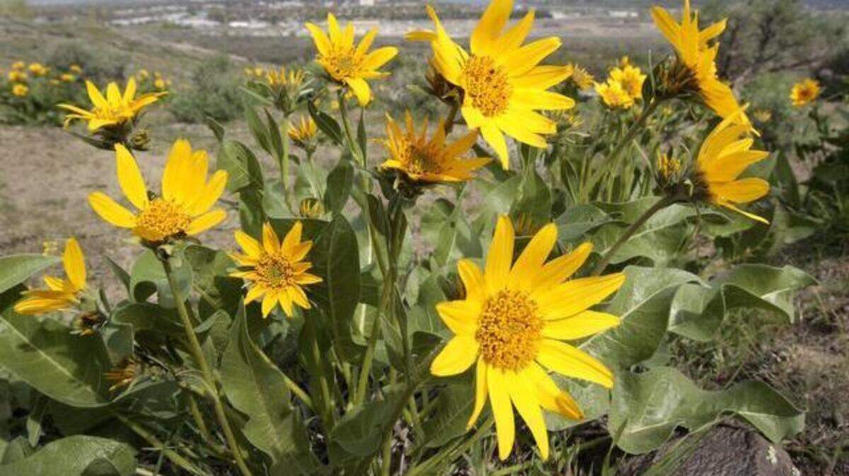 The Tri-Cities tied its record high temperature for April 2 on Tuesday. Warm weather has balsamroot wildflowers blooming.