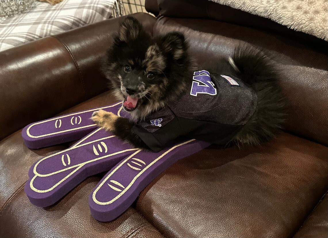 This pomsky, Bear, won the Tri-City Herald’s first cutest dog contest in 2024. You can vote now for your favorite pup in the Herald’s 2025 cutest dog contest.