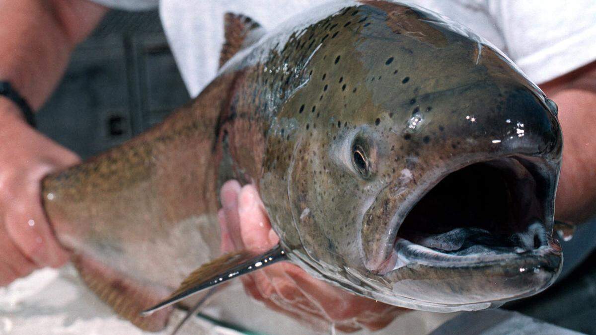 Spring chiinook season opens on the Snake River April 20 for limited days of the week during the 2018 season.