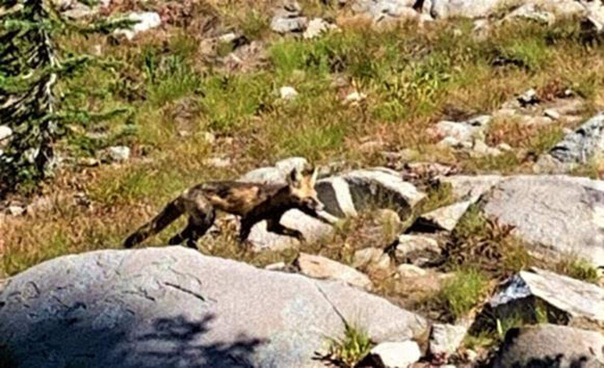 A red fox is spotted at Fraser Lake in the Eagle Cap Wilderness in Oregon.