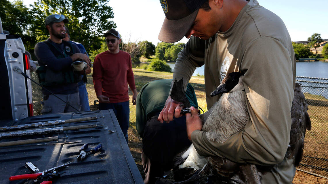 Columbia Park goose roundup for WA wildlife tagging project