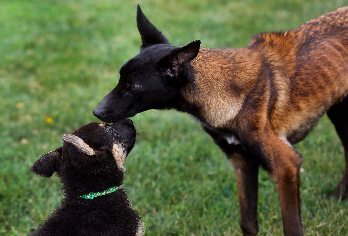 Ahsoka, an emaciated Belgian Malinois, lets a German shepherd puppy lick her face while wandering around the puppy area at Mattox Dog Training Academy near Eltopia in rural Franklin County. Mattox is providing foster care for the malnourished dog that was taken in by Mikey’s Chance Canine Rescue.