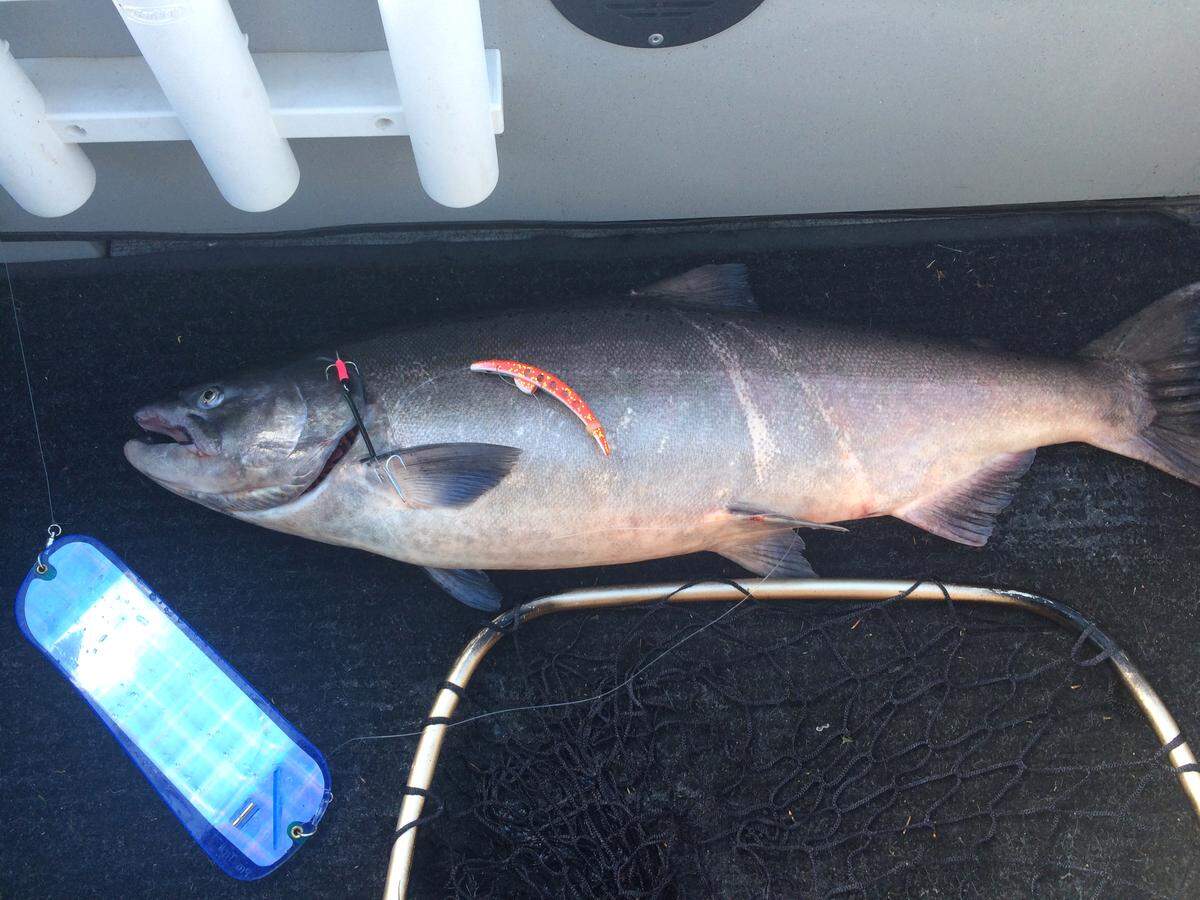 Superbait stuffed with scent-amended tuna has proven to be a popular lurefor salmon anglers in the Hanford Reach.