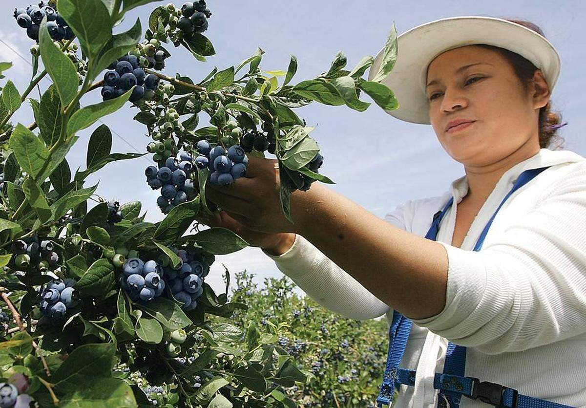 A federal judge blocked the government from imposing a 50 percent wage hike for blueberry pickers in court Thursday.