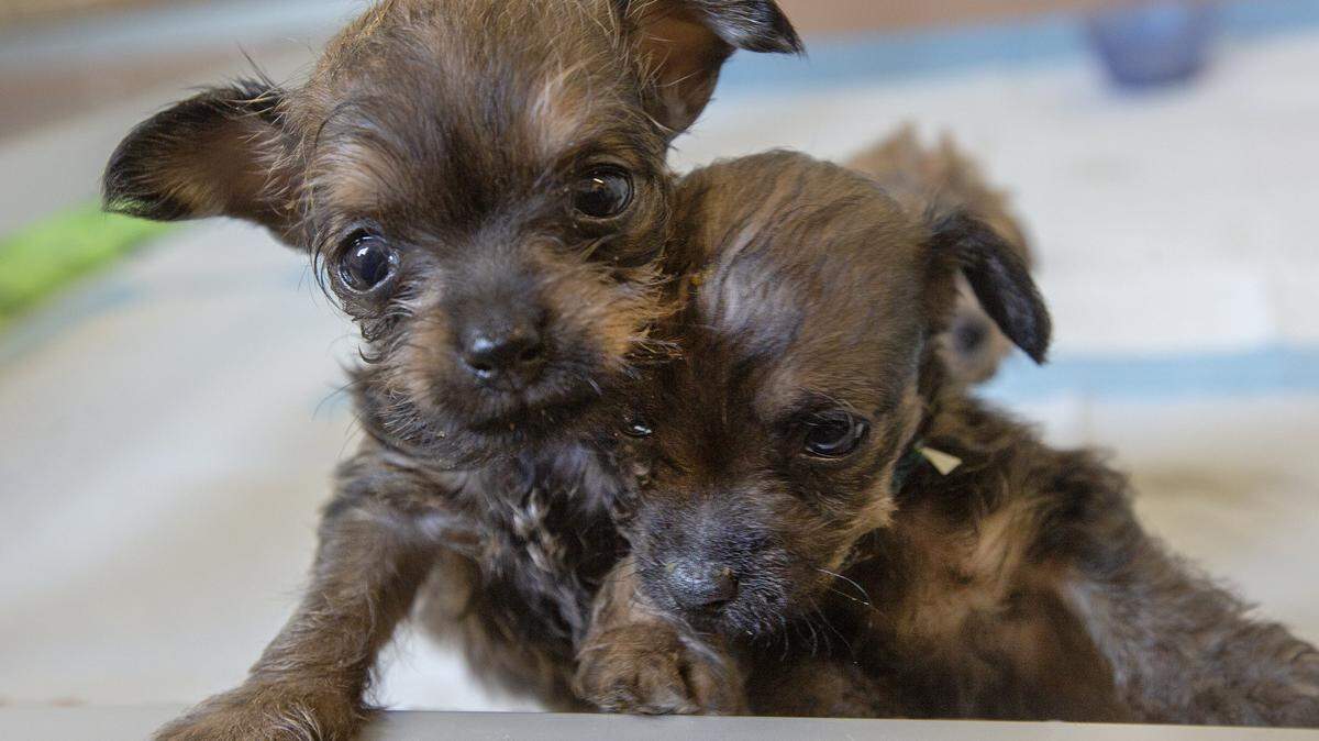 Tri-Cities Crime Stoppers launched Animal Abuse Crime Stoppers Monday to draw attention to animal cruelty in the Mid-Columbia.
