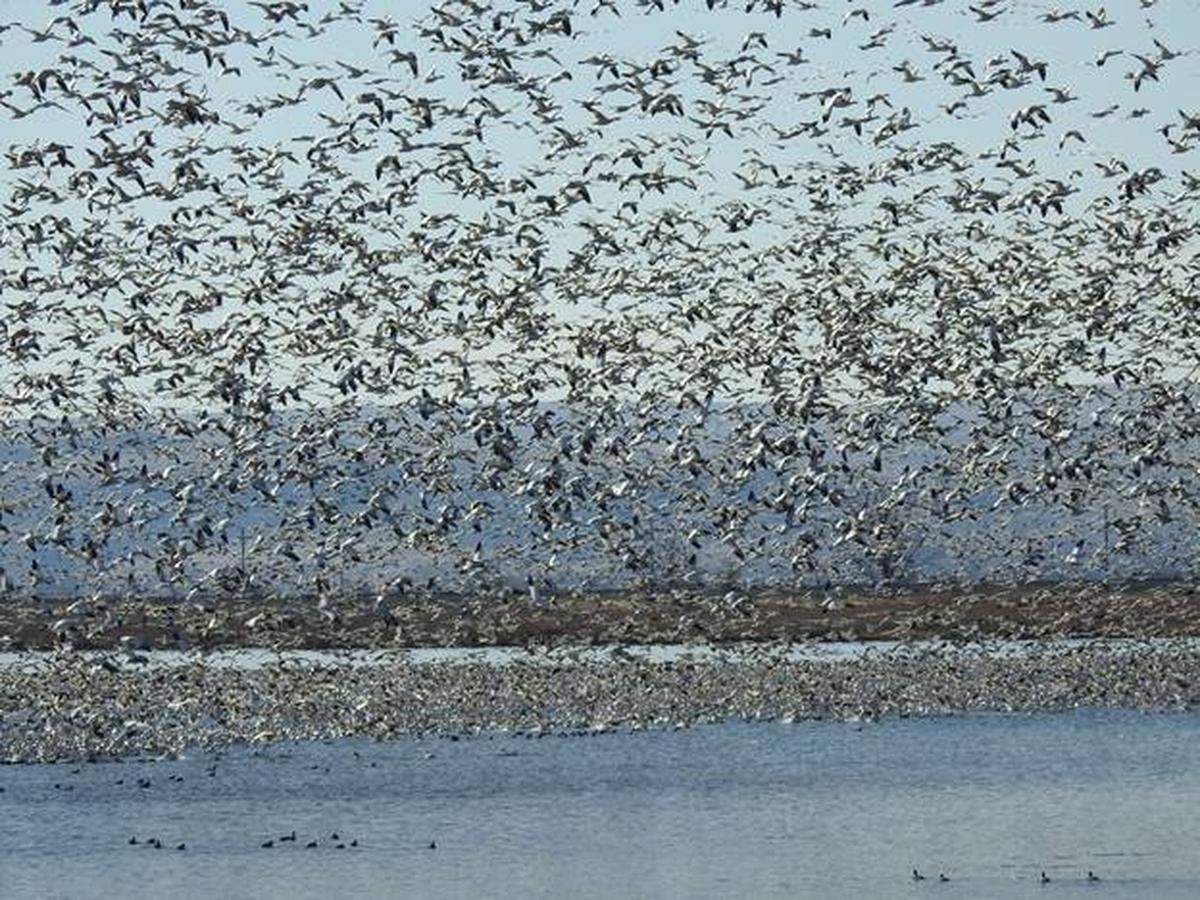 Tens of thousands of snow geese can be seen from the bird blind in Burbank at the McNary National Wildlife Refuge.