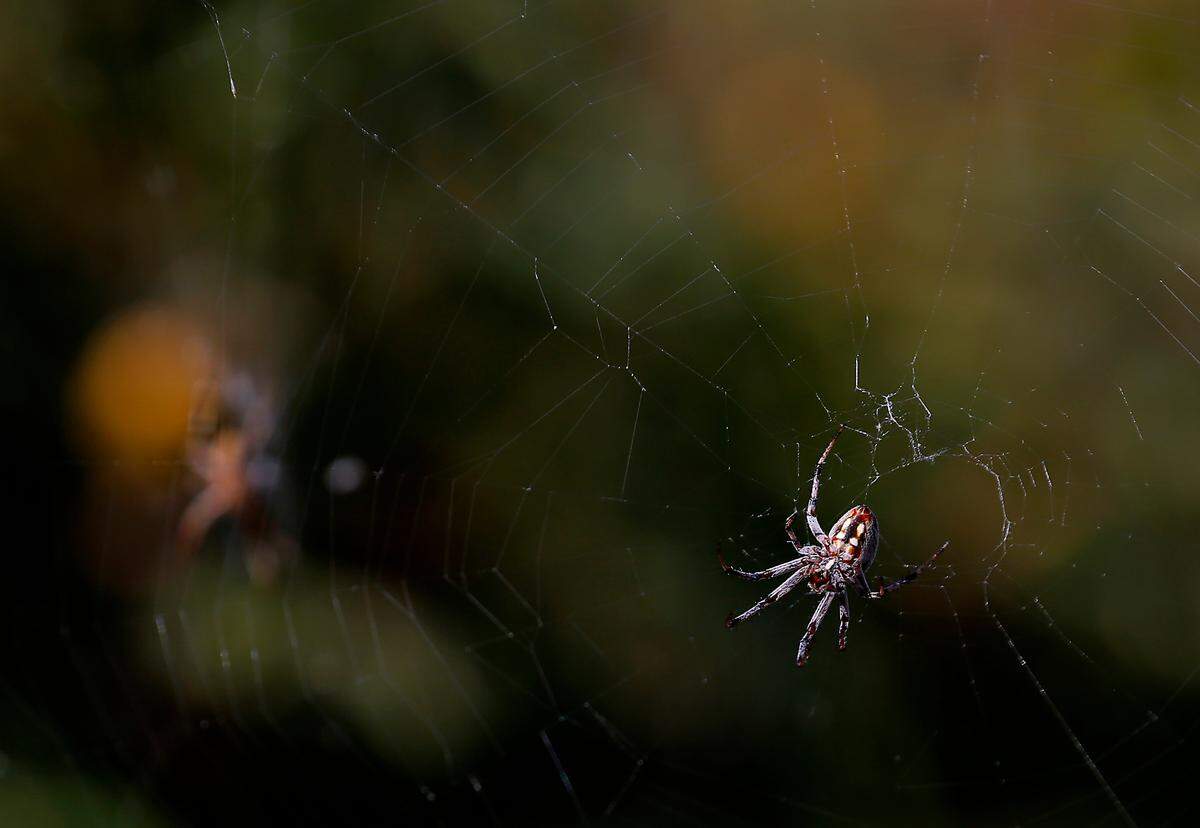 A pair of spiders tend to their webs stretched between the trees and shrubs along the causeway to Clover Island along the Columbia River in Kennewick.