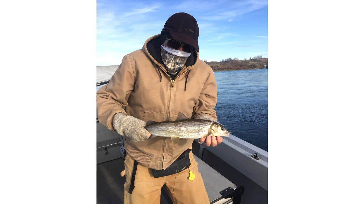 Facemasks help protect you from unseen viruses and cold north winds. Wearing one does not influence your ability to hook a large mountain whitefish as angler Ken Gano can attest.