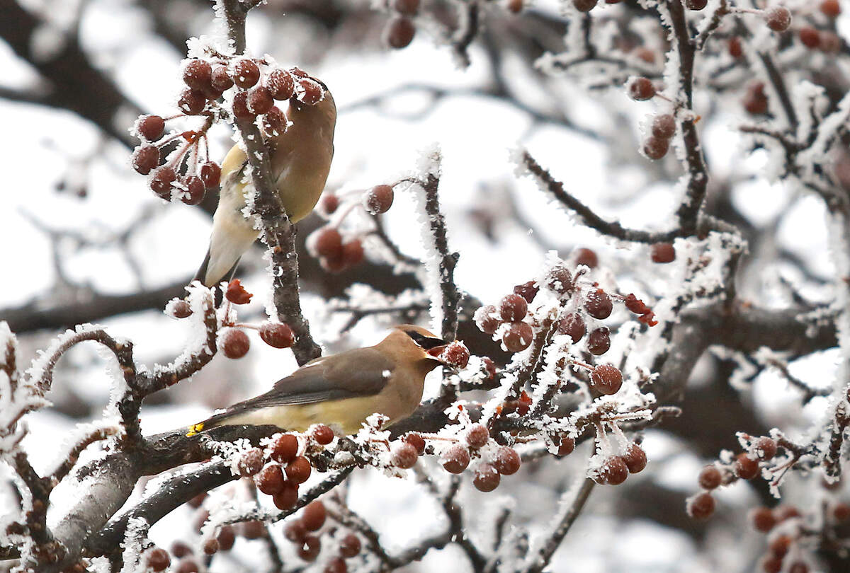 Hungry birds flock to a frost-covered tree at Highlands Grange Park in Kennewick.