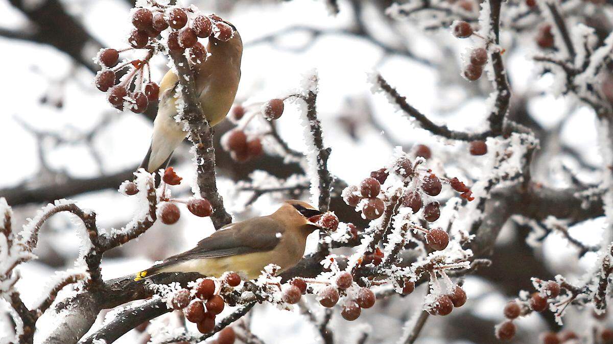 When can Illinois residents expect to wake up to frost? Here’s some predictions from the Farmers’ Almanac and more.